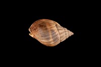 藏品(織紋螺)的圖片